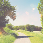 Nature trail in a summer landscape with sunshine