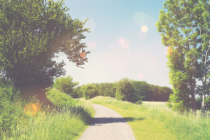 Nature trail in a summer landscape with sunshine