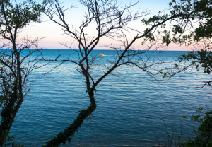 View of the calm sea through the branches of trees without leaves.