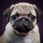 little sad puppy pug