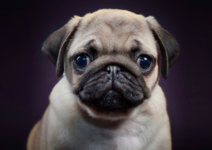 little sad puppy pug