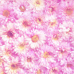 Pink flowers pattern for background