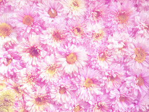 Pink flowers pattern for background
